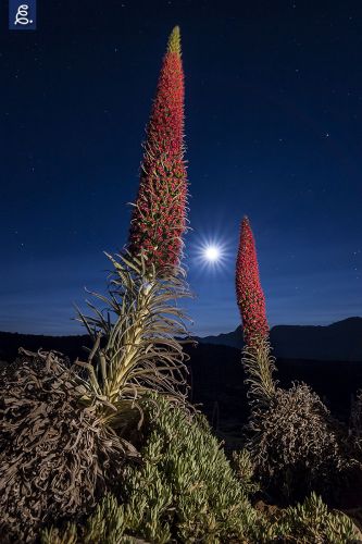 "PING PONG", 11mm, f/8, 30 segundos, ISO 400, mini Maglite cálida.